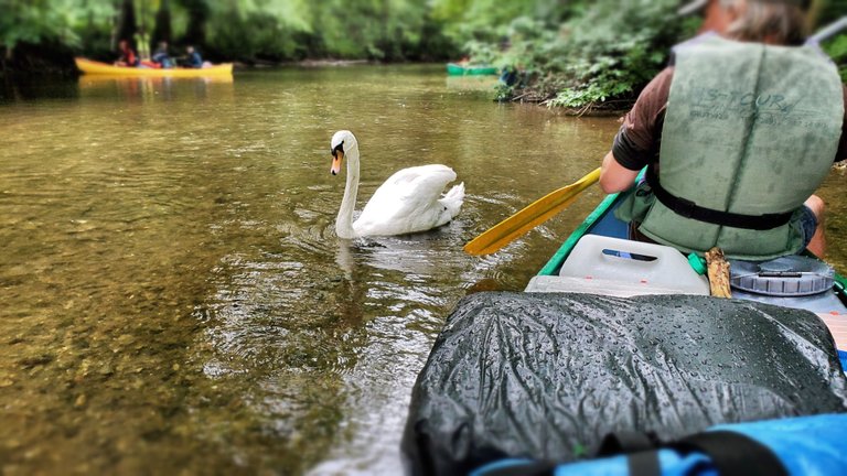 A swan before us, every ten seconds