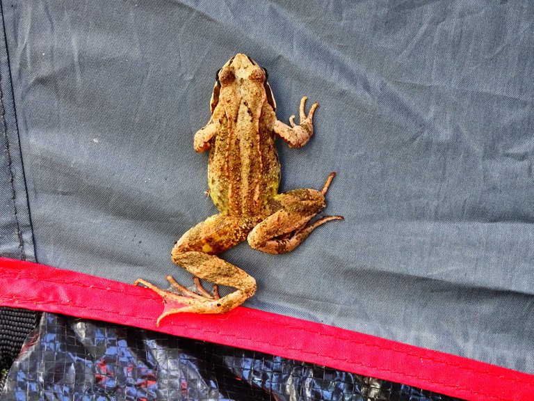 He is trying to reach the roof of out tent. For hours.