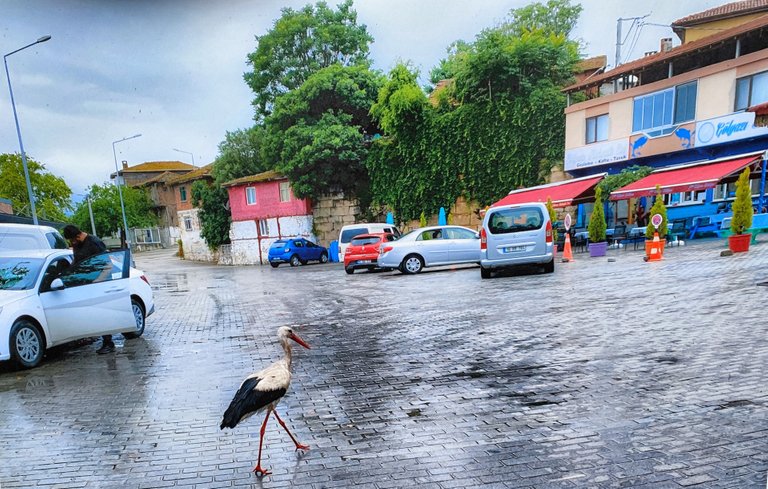 A stork, pictured by rain