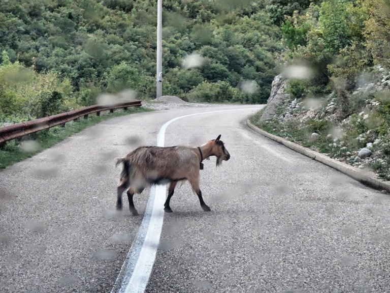 The goat has the right of way