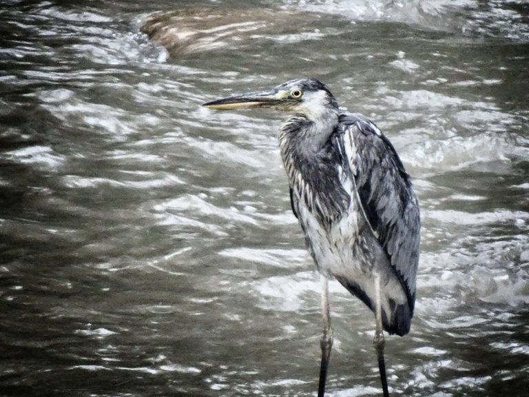 A heron in the city