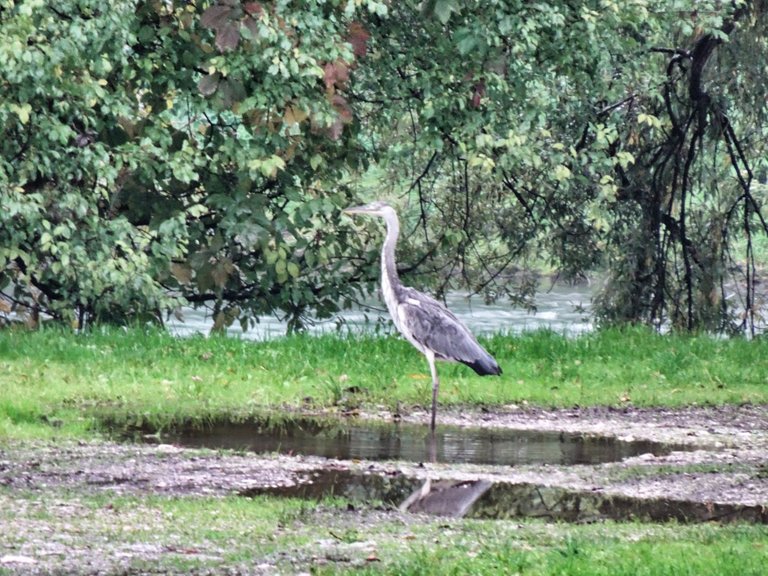 Wildlife: A heron