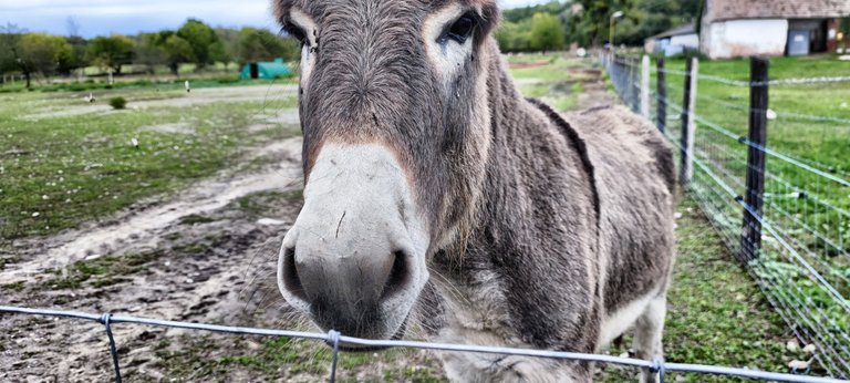 The only resident: A mule