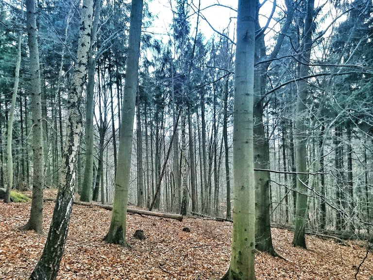 The wood in winter