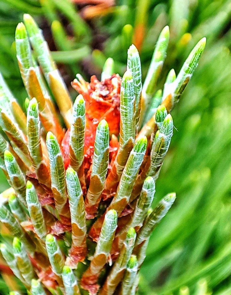 A young Pinus