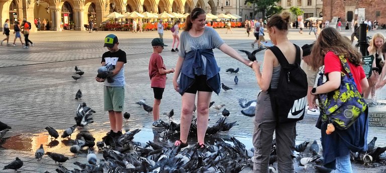 Pidgeons are tourists best friend