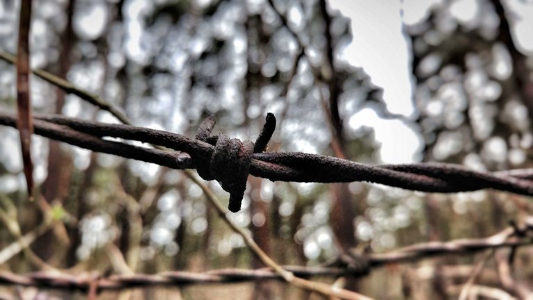 Barbeed wire fence