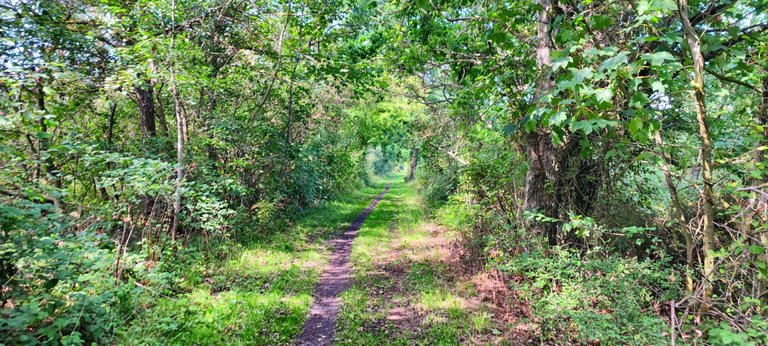 Green berry tunnel