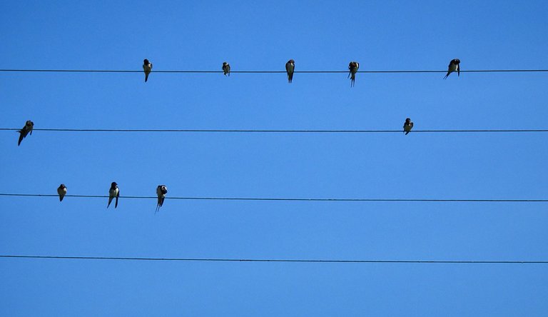 This isn’t a real power line, it’s wires that were stretched just for the birds