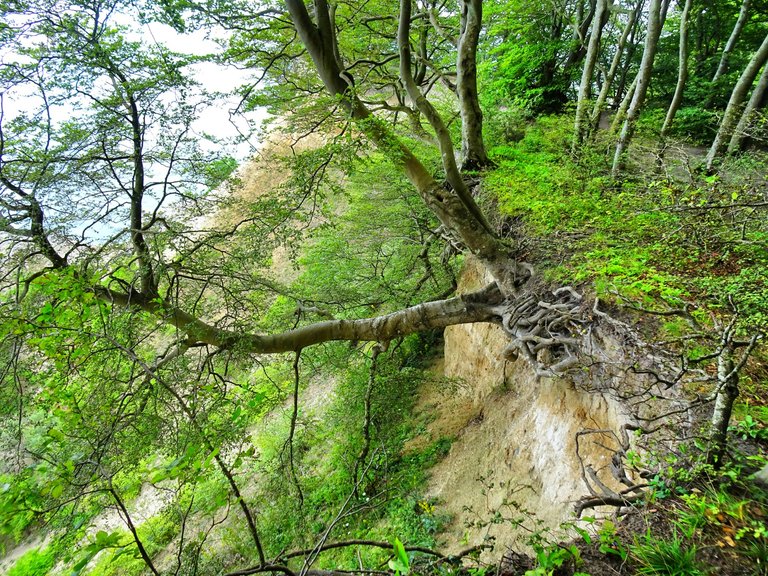 A tree with grip