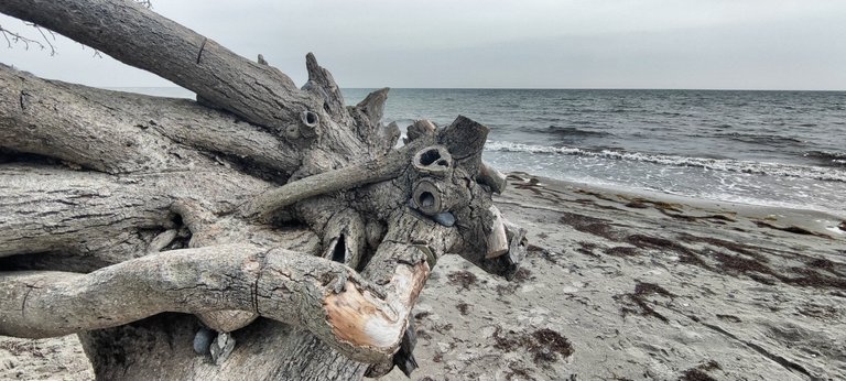 Old wood on the shore