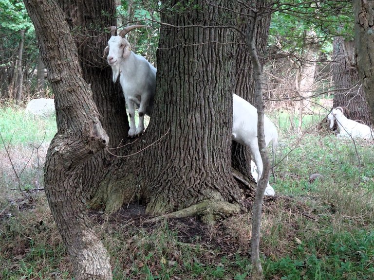 The longest goat on earth