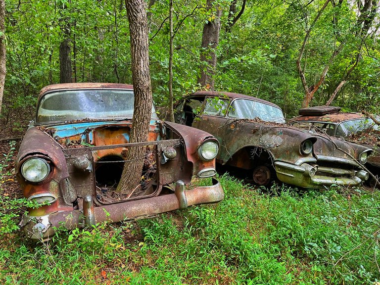 The trunk grows through the engine compartment