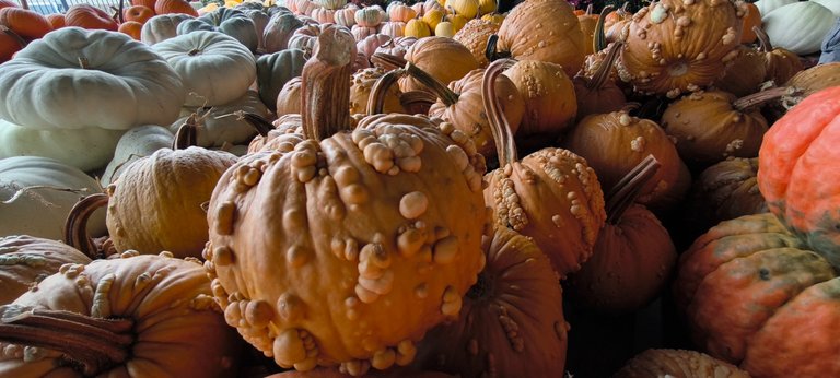 Wild pumpkins