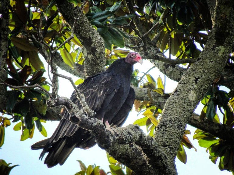 A Turkey Vulture in the trees nearby