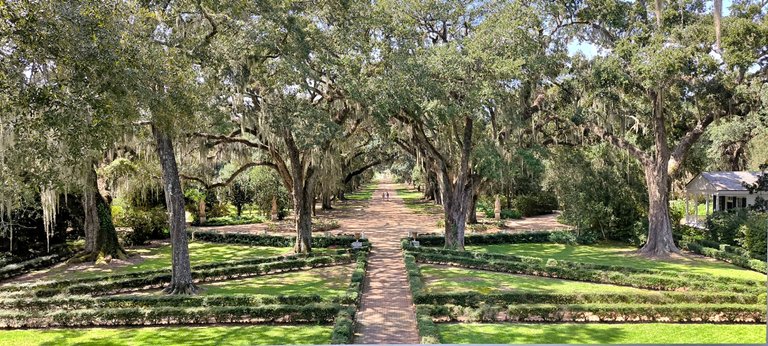 Shaded by very old trees: The Wway to the plantation