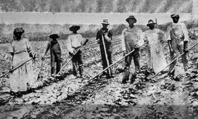 The slaves have to work all days a week