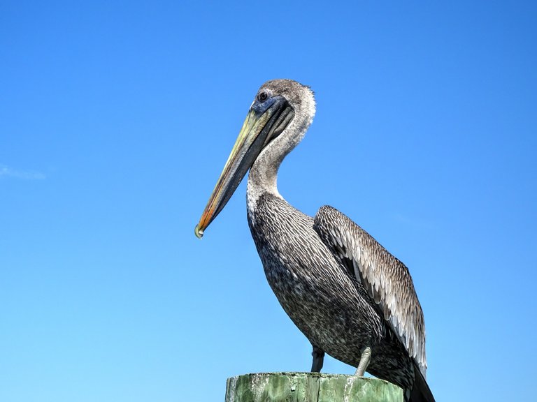 Handsome Pelican
