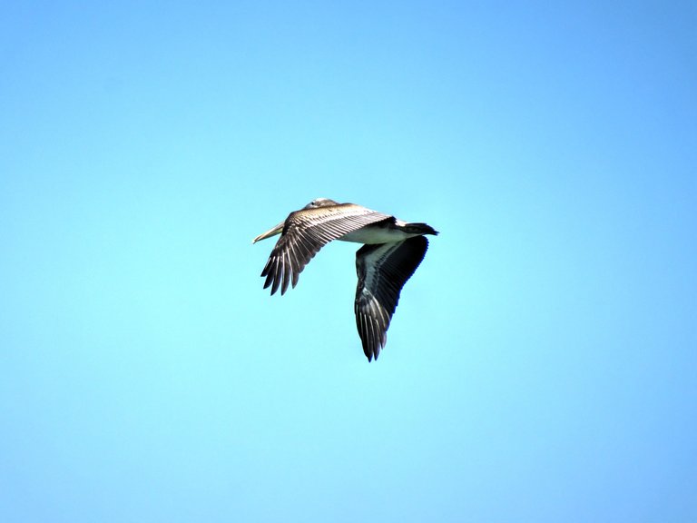 Flying Pelican