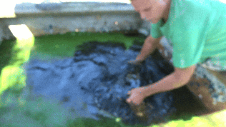 Lloyd capturing a turtle