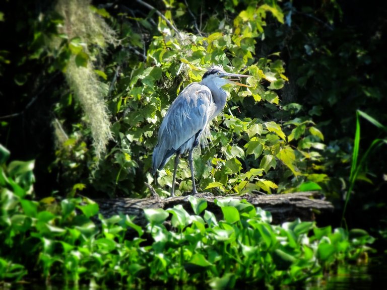Huge bird