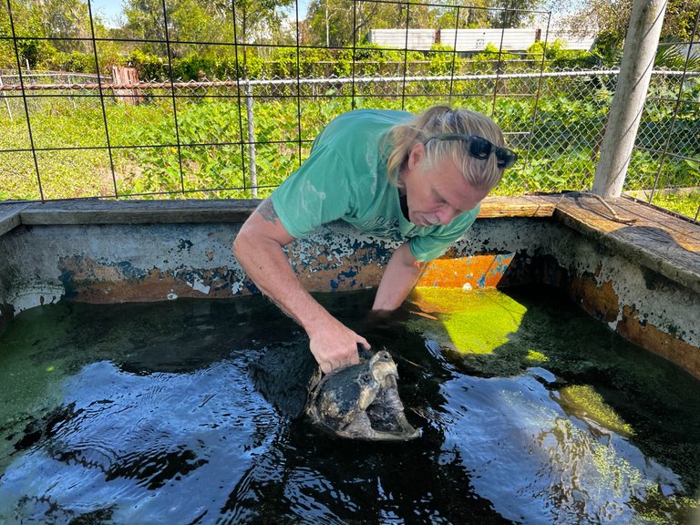 Capturing a turtle