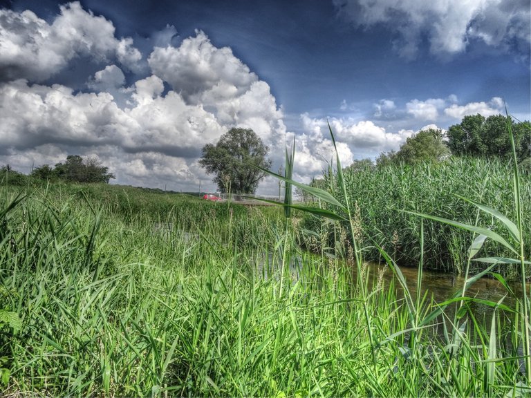 Wild nature around the bridge