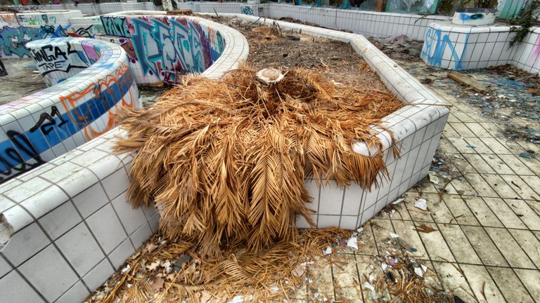 The last Palm