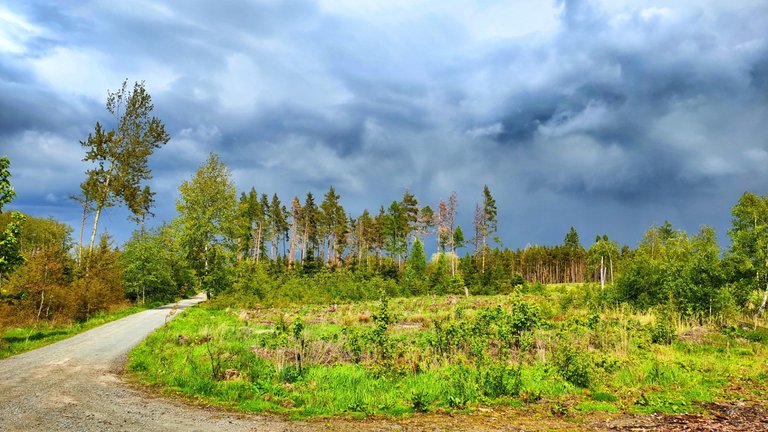 Outside the area the wonderful woods of Harz are waiting for hikers