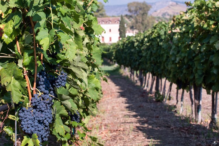 Vineyards near Pollino Mountain