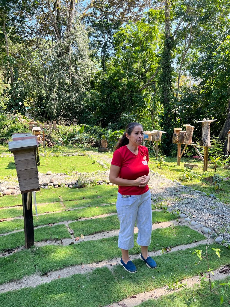 Excursion to the apiary with bees without stingers in Costa Rica. Cruise in the Southern Caribbean.