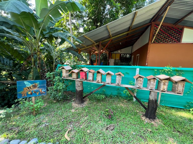 Excursion to the apiary with bees without stingers in Costa Rica. Cruise in the Southern Caribbean.