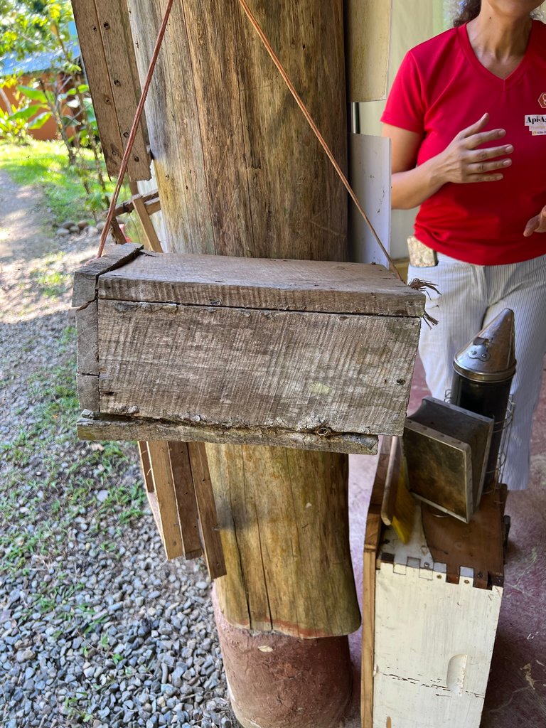 Excursion to the apiary with bees without stingers in Costa Rica. Cruise in the Southern Caribbean.