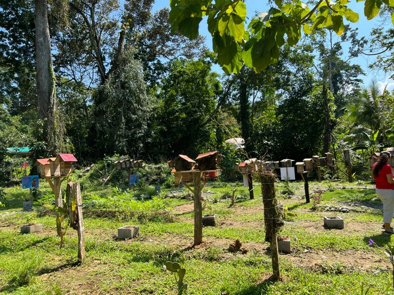 Excursion to the apiary with bees without stingers in Costa Rica. Cruise in the Southern Caribbean.