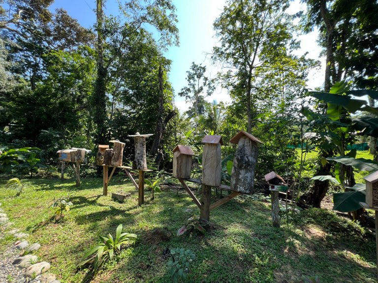 Excursion to the apiary with bees without stingers in Costa Rica. Cruise in the Southern Caribbean.