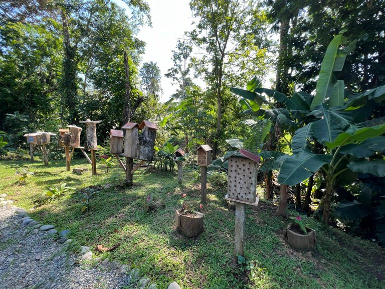 Excursion to the apiary with bees without stingers in Costa Rica. Cruise in the Southern Caribbean.