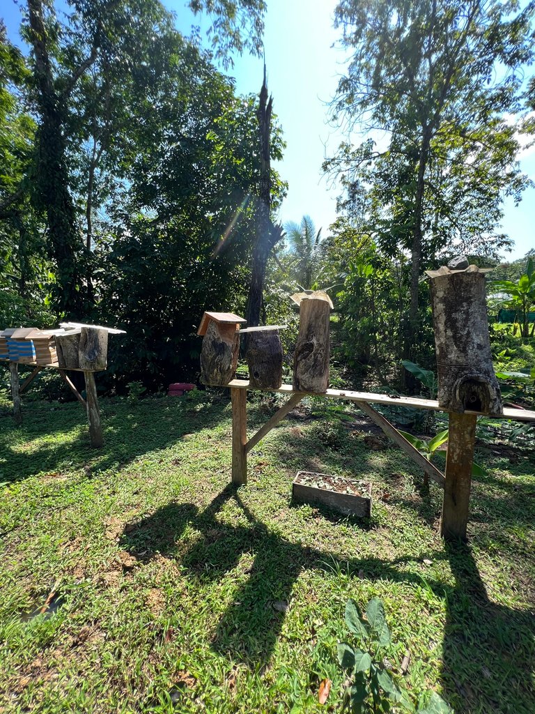 Excursion to the apiary with bees without stingers in Costa Rica. Cruise in the Southern Caribbean.