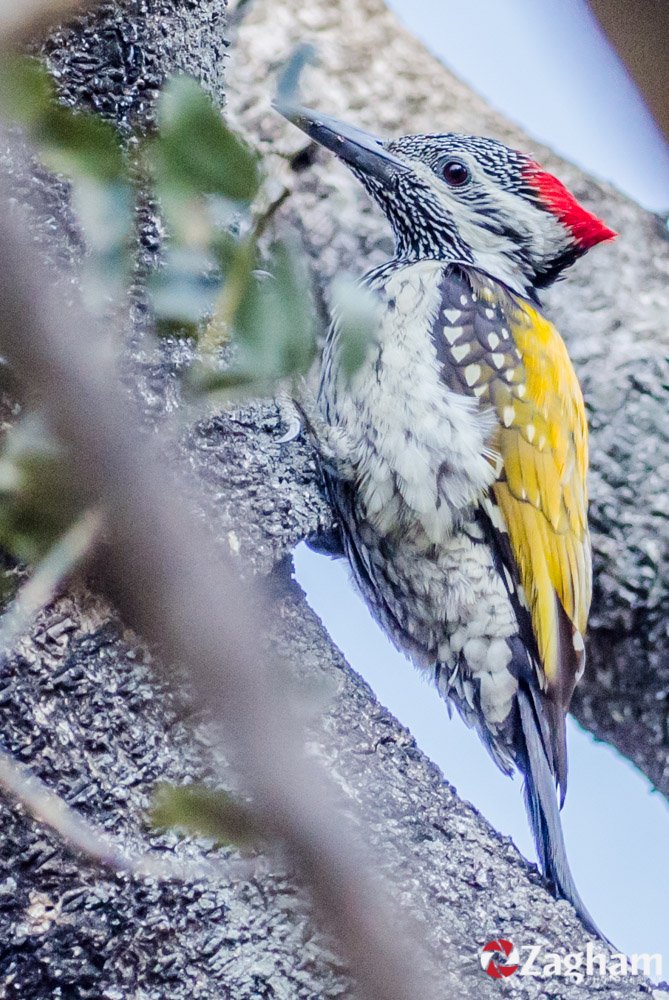 Black-Rumped Flameback