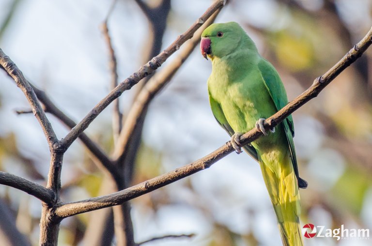 Rose-Ringed Parakeet