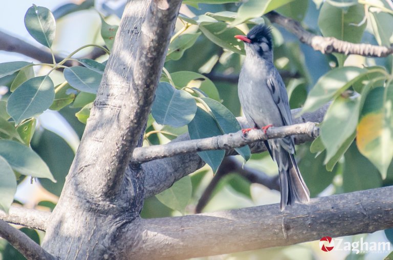 Black Bulbul