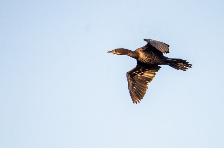 Little Cormorant