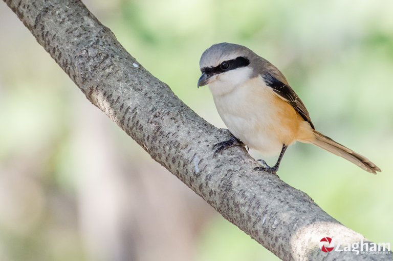 Birding in Margalla