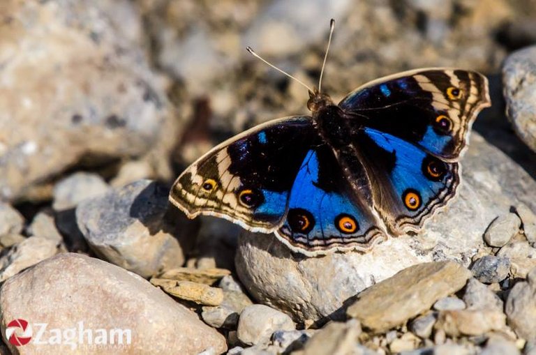 Blue Pansy (male)