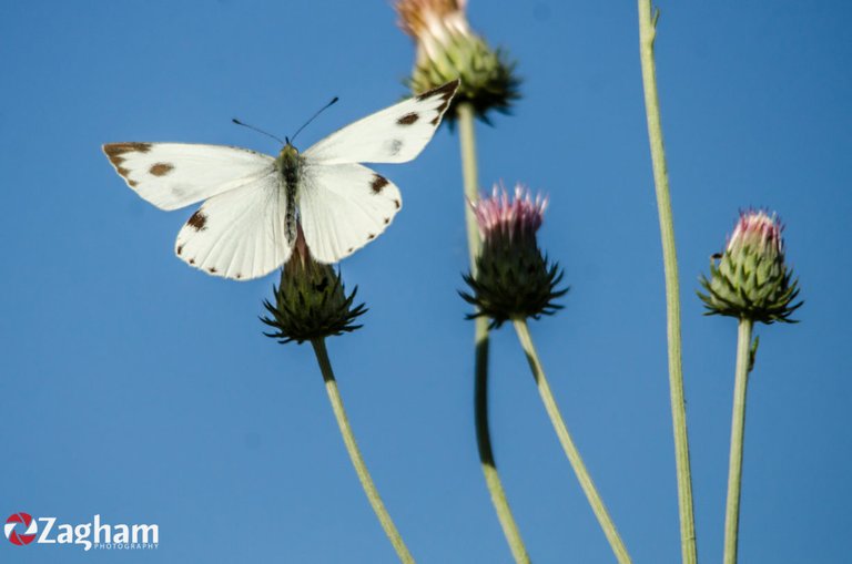 Indian cabbage white