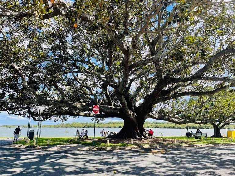 Here’s an example of one of the massive trees. Providing shade for different groups of people enjoying picnics, and Sunday afternoons.