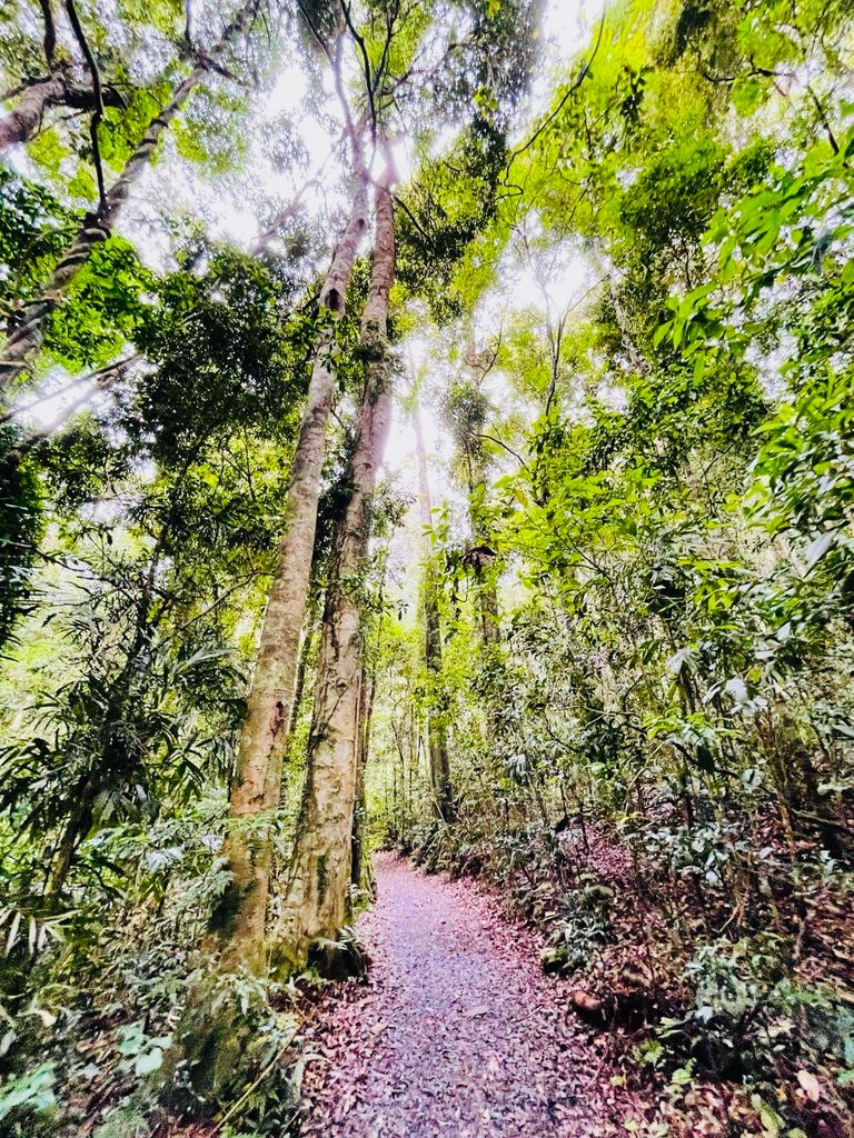 Only a few hundred metres into the forest, and this is what we were presented with. A sign of good things to come surely?