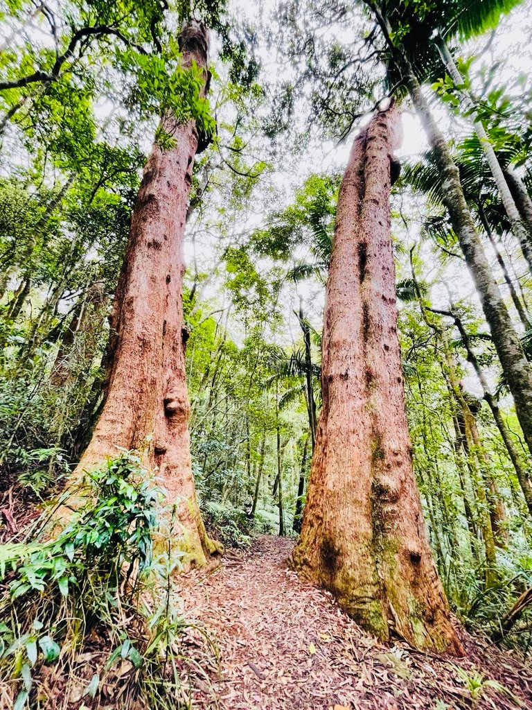 These two trees caught my attention. They reminded me of brotherhood, as they stood so staunch and tall side by side.