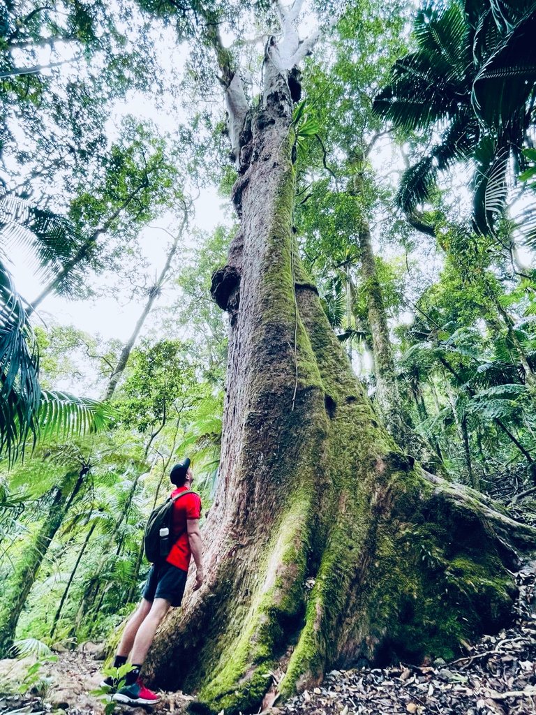 Some of these trees were gigantic in stature.