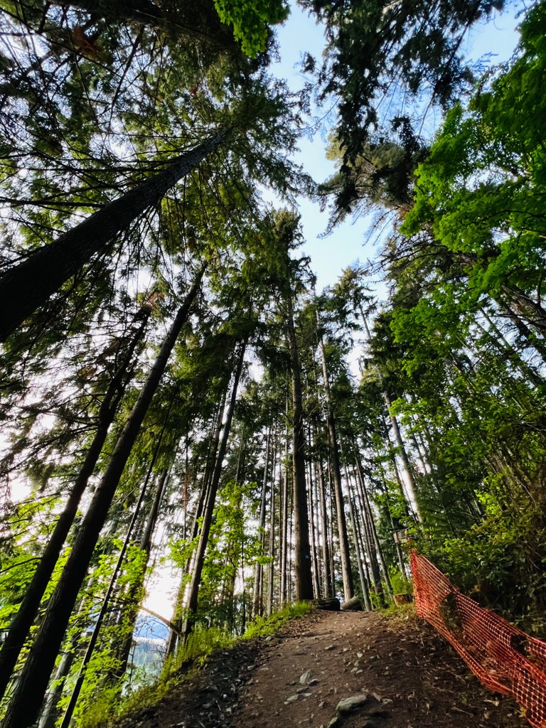 An example of the type of forestation surrounding the trail.