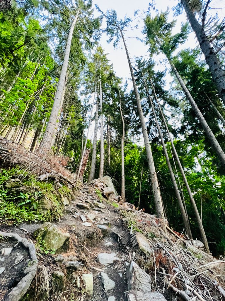 Took this photo to depict how steep of a climb the Tiki Trail is in places. Gets you sweating early in the morning.